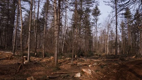 Trees cut down in the taiga Vídeos de archivo 104285291