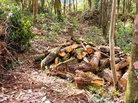Trees cut recently Stock Photos