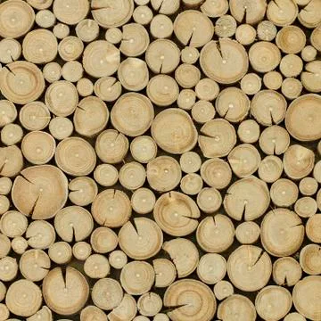 Trees cut section Stock Photos