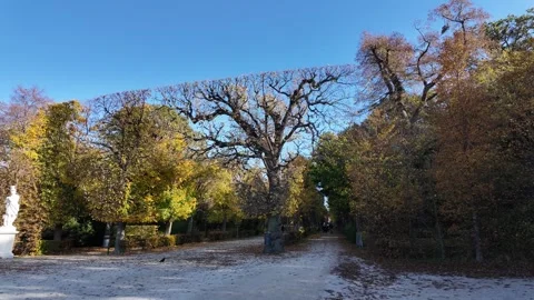 Trees cut very straight Vídeo Stock 293045861