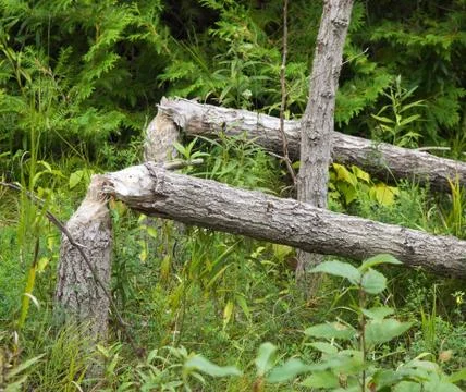 Trees cutted by beaver Stock Photos