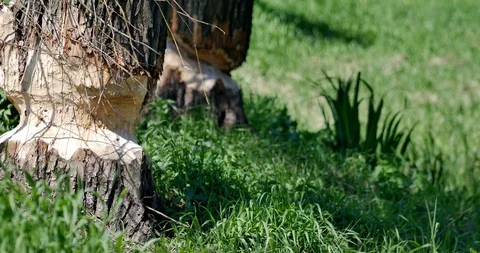 Trees cutted by beavers. Vídeos de archivo 90439127