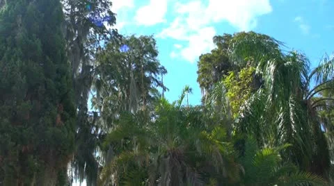 Trees-CypressPalm1 Stock Footage 8849708