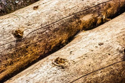 Trees damaged by bark beetle Stock Photos
