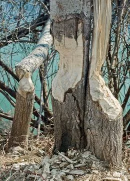 Trees damaged beavers Stock Photos