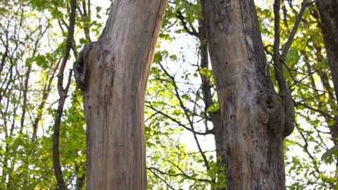 Trees with damaged, dying bark. Trees affected by fungal infections. Stock Footage 335817484