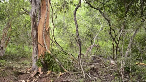 Trees Damaged by Elephants Stock Footage 134598685