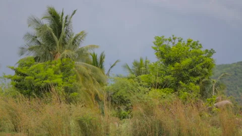Trees dancing in cloudy wind Stock Footage 157169764