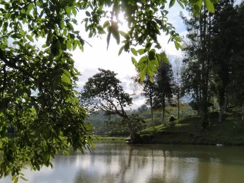 Trees dangling into the lake Stock Photos