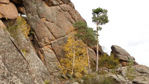 The trees on the dark brown rocks sway in the strong wind. Stock Footage 310492354