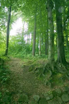 Trees in dark forest 스톡 사진