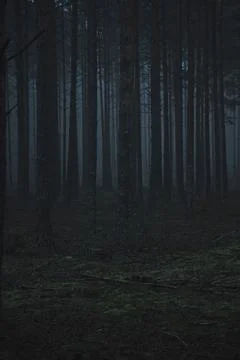Trees in a dark forest Stock Photos