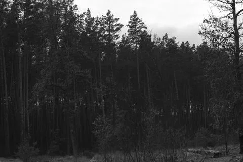 Trees in a dark forest sky Stock Photos