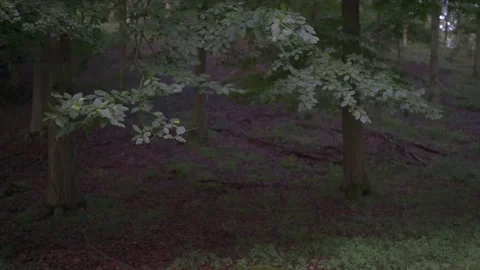 Trees in the dark moody deep forest moving on the wind Stock Footage 158657664