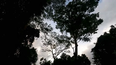 The trees darkened during sunset. Stock Footage 230078571