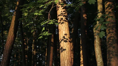 Trees. Dawn Stock Footage 26329570