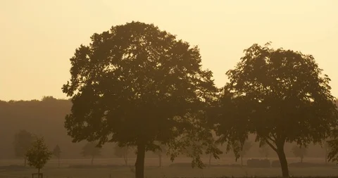Trees in dawn Stock Footage 100995102