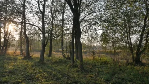 Trees at dawn. handheld shooting. Video stock 100013712