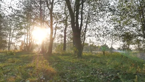 Trees at dawn. handheld shooting. Stock Footage 100013841