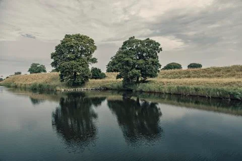 Trees at dawn 스톡 사진