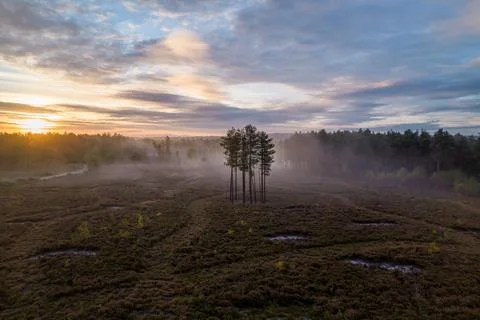 Trees at dawn 写真素材