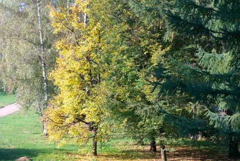 Trees at Day Stock Photos