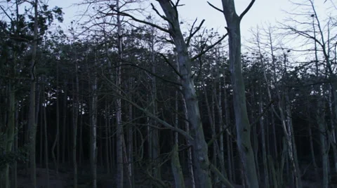 Trees. Dead Forest. 1 Stock Footage 27924302