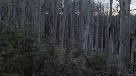 Trees. Dead Forest 2 Stock Footage 27925351