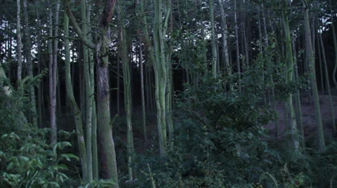 Trees. Dead Forest. 3 Stock Footage 27944519