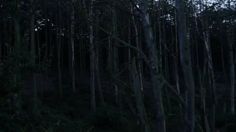 Trees. Dead Forest. Dark Stock-Footage 27933985