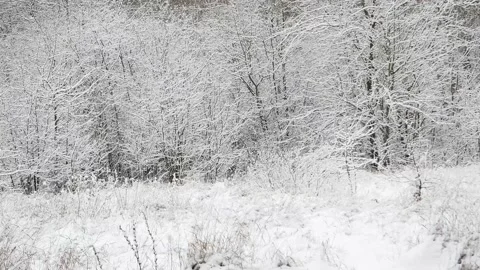 The trees of the deciduous forest covered with a snowstorm. Stock Footage 145672008