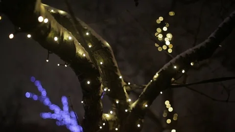 Trees decorated for the Christmas celebration Stock Footage 69968079