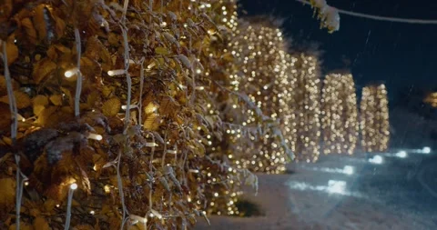 Trees decorated with sparkling lights in the park. Blurred fairy lights. Stock Footage 314633916