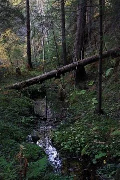 Trees deep in the forest over the stream. Grass, moss and ferns Stock Photos