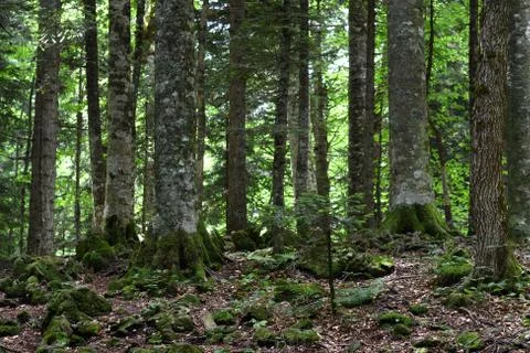 Trees in deep forest Stock Photos