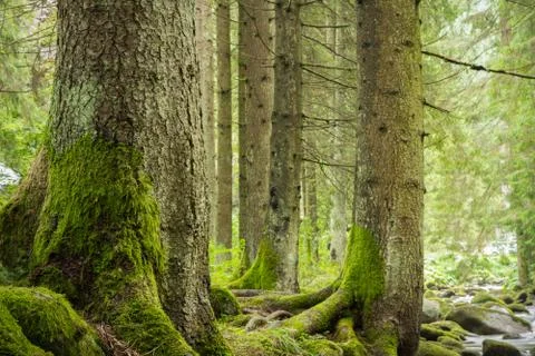 Trees in deep green forest Stock Photos