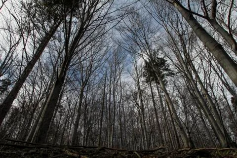 Trees in a dense forest seen from below Foto stock