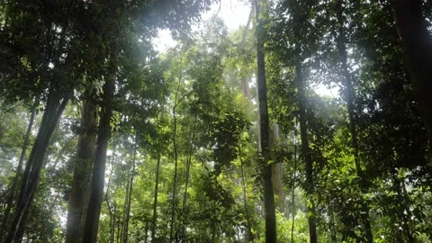 Trees in dense lush jungle in Sumatra, Indonesia - camera tilting up Stock Footage 132355625