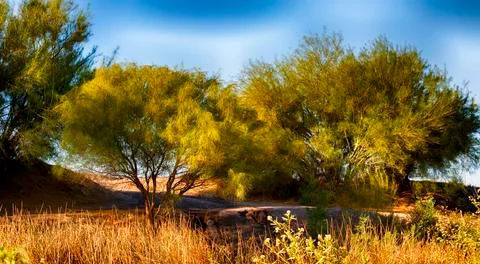 Trees in a Desert landscape Stock Photos
