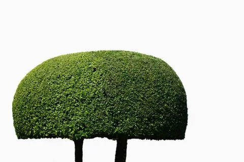 Trees design on isolate background  circle mushroom shape in the gardening Stock Photos