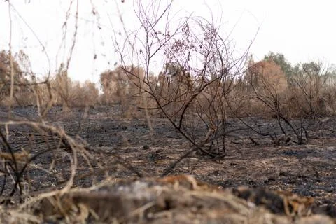 Trees destroyed by forest fires Stock Photos