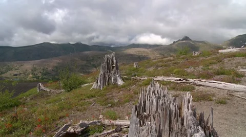 Trees destroyed by Mt. St. Helens Stock Footage 8677613