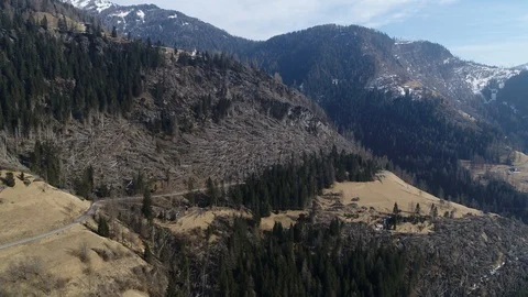 Trees destroyed by storm. Flying over destroyed area of snapped trees Stock Footage 126819114