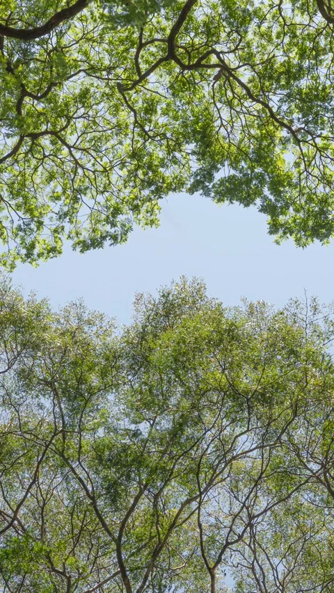 Trees details showing high branches in front of a blue sky Stock Footage 274165567
