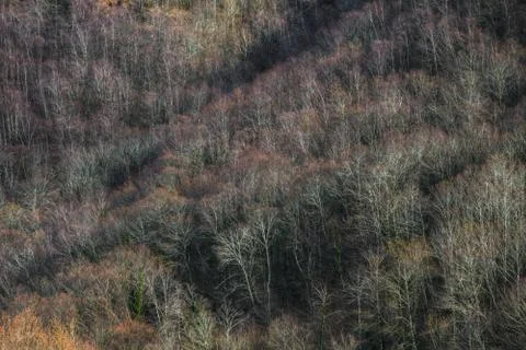 Trees devoid of foliage in the late winter forest Stock Photos