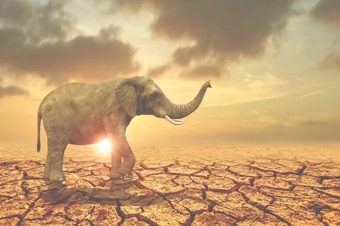 Trees die because of drought on the cracked land, rain does not fall in seaso Stock Photos