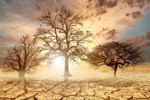 Trees die from drought due to global warming and deforestation. The concept o Stock Photos