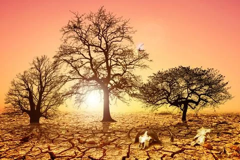 Trees die from drought due to global warming and deforestation. The concept o Stock Photos