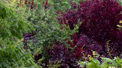 Trees of different colors moved by the wind Video stock 132102727