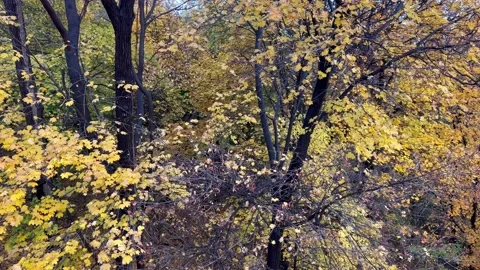 Trees display their autumn colours on a wet day Video stock 171887843